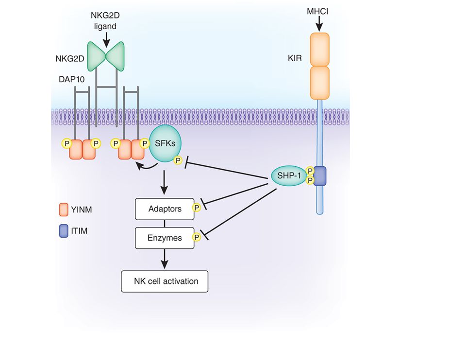 In human NK cells, the key inhibitory receptors can broadly be divided into three groups: KIRs or killer Ig-like receptors (see Chapter 4); ILT (Ig-like transcript) family proteins that are closely related to KIRs; and C-type lectins, the major one being a heterodimer consisting of the NKG2A C-type lectin and CD94.