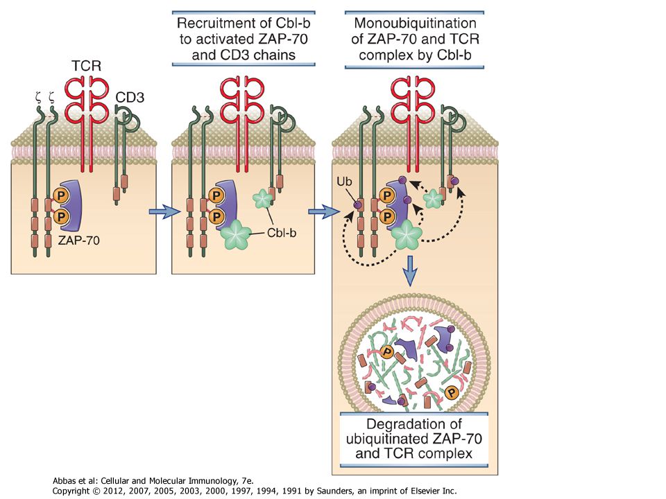 Figure 7-22 Role of the ubiquitin ligase Cbl-b in terminating T cell responses. Cbl-b is recruited to the TCR complex, where it facilitates the monoubiquitination of CD3, ZAP-70, and other proteins of the TCR complex. These proteins are targeted for proteolytic degradation in lysosomes and other organelles (not shown).