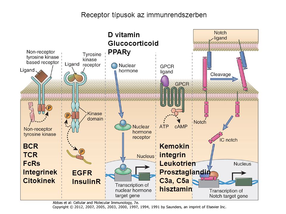 Receptor típusok az immunrendszerben