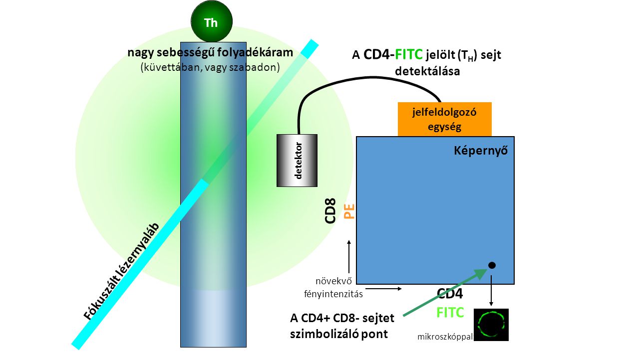 nagy sebességű folyadékáram A CD4-FITC jelölt (TH) sejt