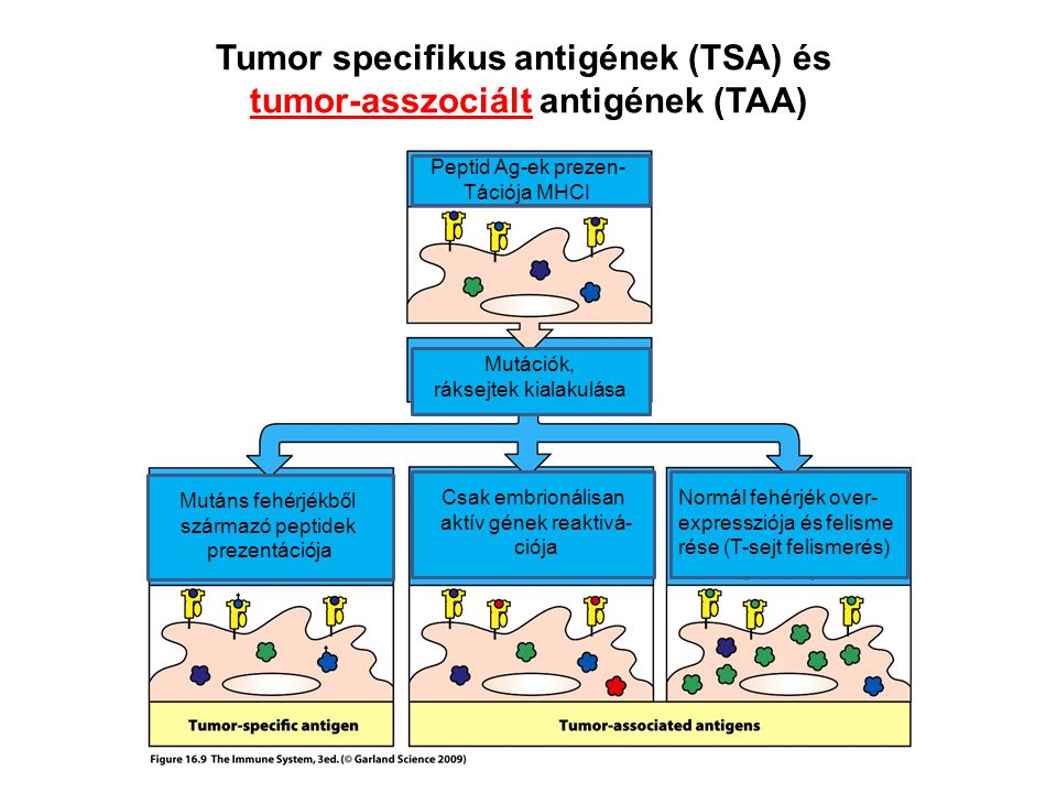 Tumor specifikus antigének (TSA) és tumor-asszociált antigének (TAA)