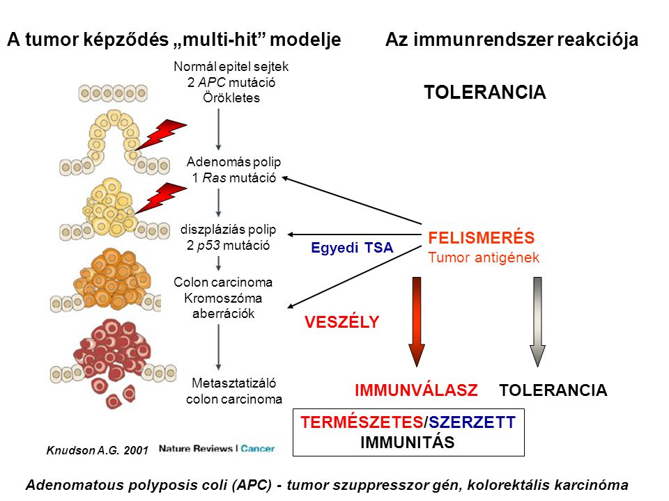 Az immunrendszer reakciója TERMÉSZETES/SZERZETT IMMUNITÁS
