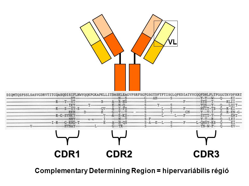 VL CDR1 CDR2 CDR3 Complementary Determining Region = hipervariábilis régió
