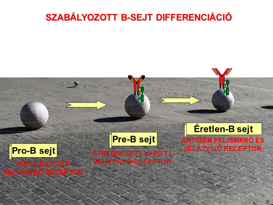 SZABÁLYOZOTT B-SEJT DIFFERENCIÁCIÓ