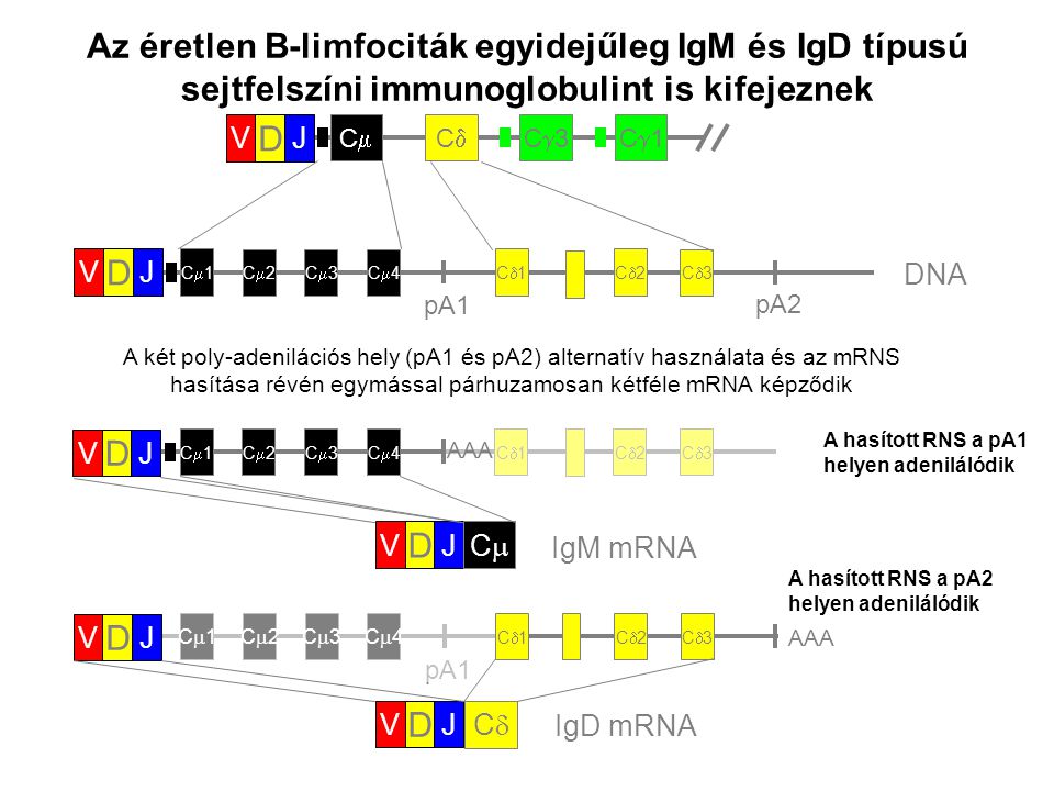 Az éretlen B-limfociták egyidejűleg IgM és IgD típusú sejtfelszíni immunoglobulint is kifejeznek