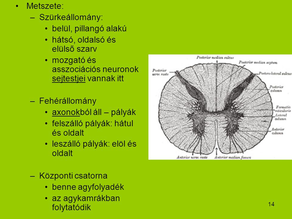 Metszete: Szürkeállomány: belül, pillangó alakú. hátsó, oldalsó és elülső szarv. mozgató és asszociációs neuronok sejtestjei vannak itt.