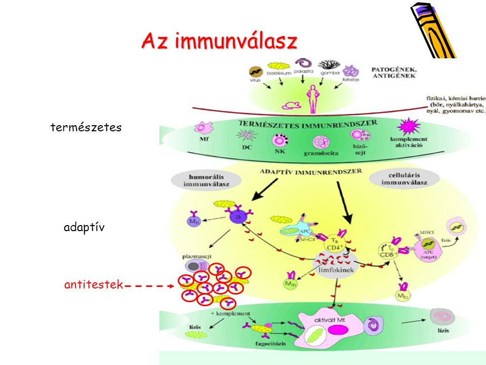 Az immunválasz természetes adaptív antitestek