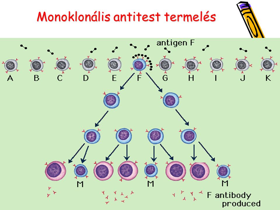 Monoklonális antitest termelés