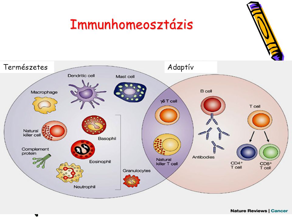 Immunhomeosztázis Természetes Adaptív