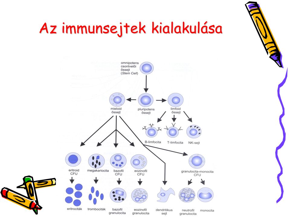 Az immunsejtek kialakulása