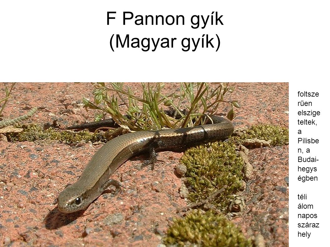 F Pannon gyík (Magyar gyík)‏
