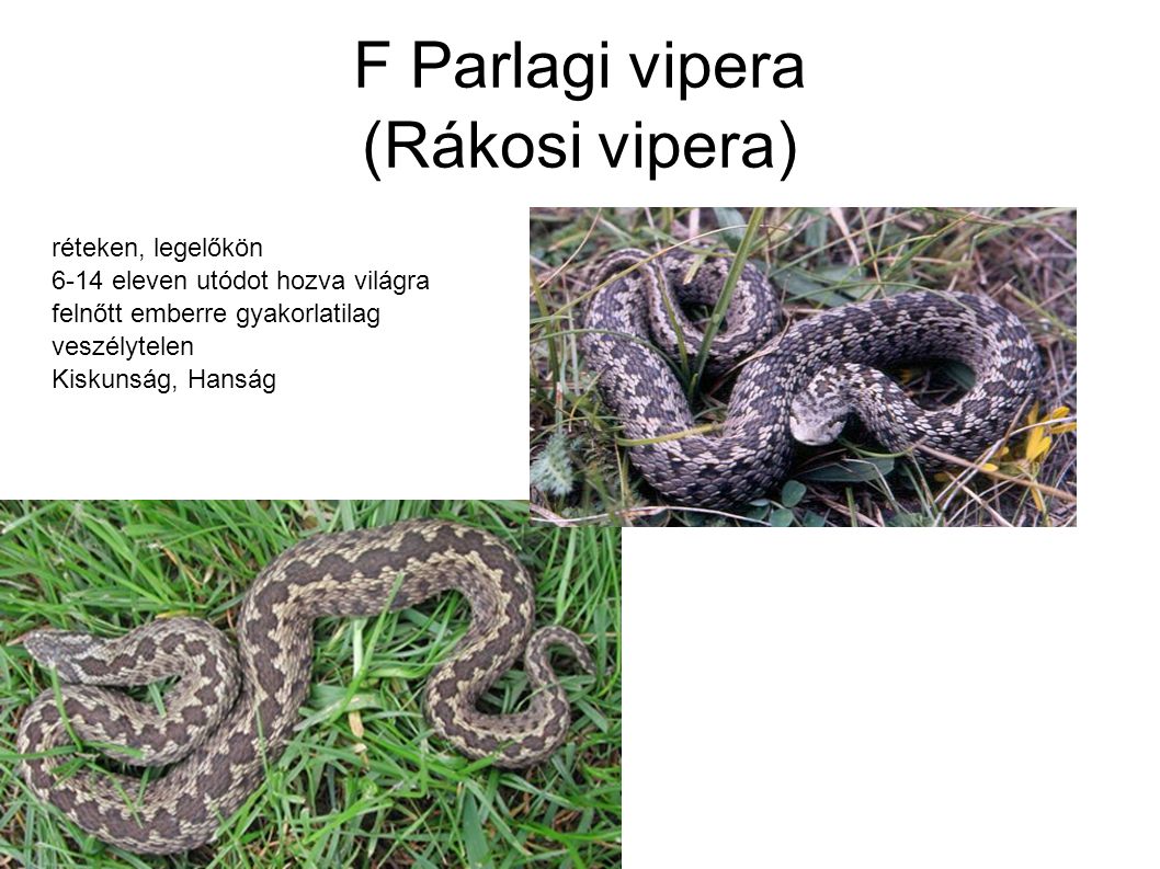 F Parlagi vipera (Rákosi vipera)‏