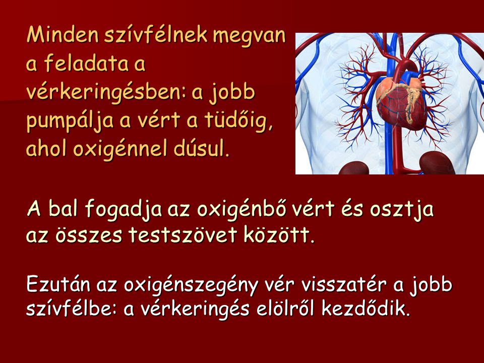 Minden szívfélnek megvan a feladata a vérkeringésben: a jobb