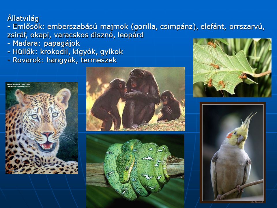 Állatvilág - Emlősök: emberszabású majmok (gorilla, csimpánz), elefánt, orrszarvú, zsiráf, okapi, varacskos disznó, leopárd.