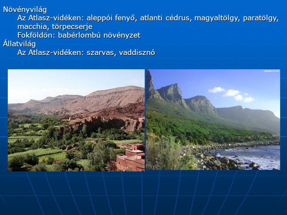 Növényvilág Az Atlasz-vidéken: aleppói fenyő, atlanti cédrus, magyaltölgy, paratölgy, macchia, törpecserje.