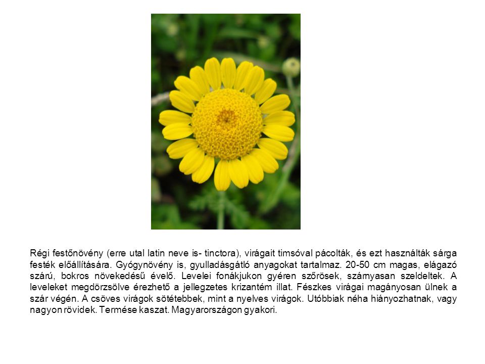 Régi festőnövény (erre utal latin neve is- tinctora), virágait timsóval pácolták, és ezt használták sárga festék előállítására.