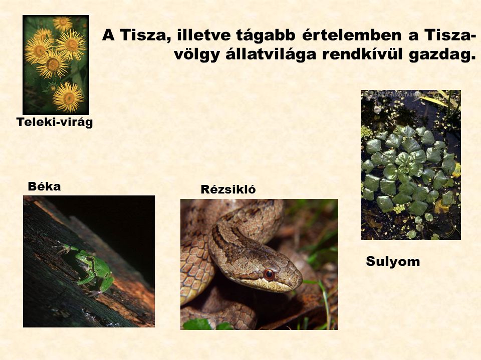 A Tisza, illetve tágabb értelemben a Tisza-völgy állatvilága rendkívül gazdag.