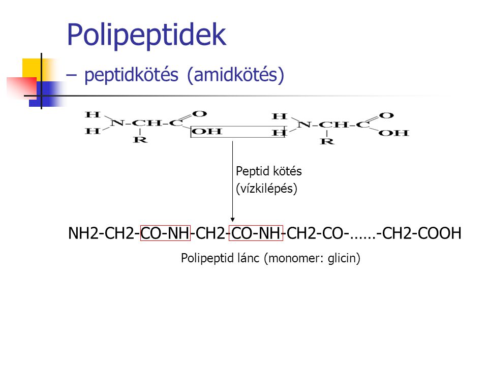 Polipeptidek – peptidkötés (amidkötés)