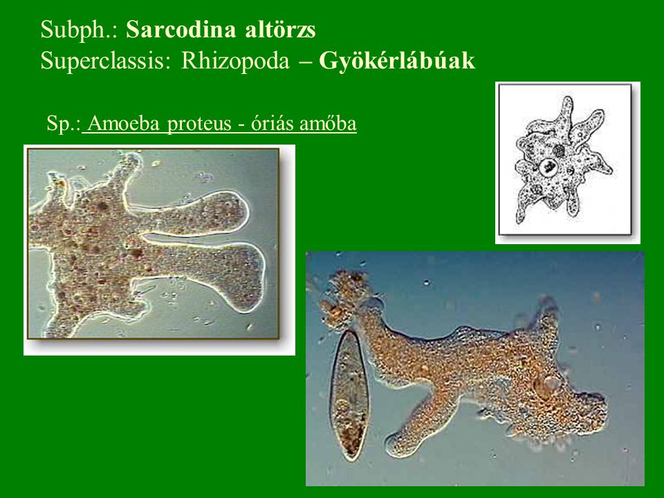 Subph. : Sarcodina altörzs Superclassis: Rhizopoda – Gyökérlábúak Sp