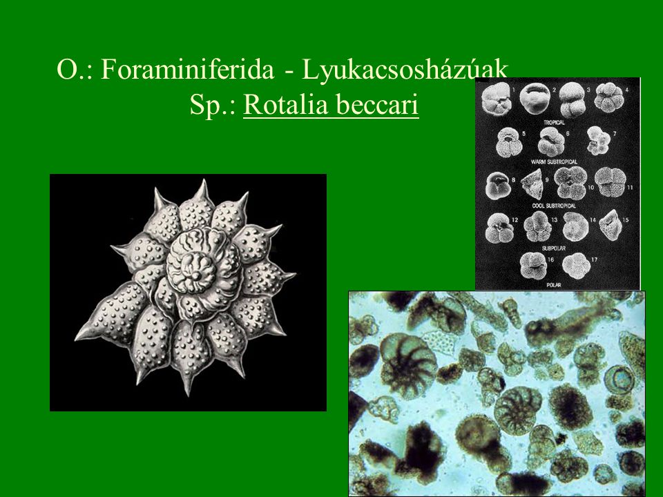 O.: Foraminiferida - Lyukacsosházúak Sp.: Rotalia beccari