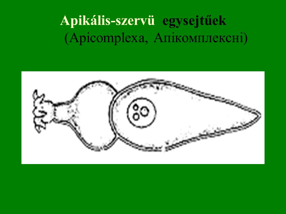 Apikális-szervü egysejtűek (Apicomplexa, Апікомплексні)