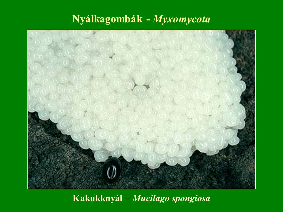 Nyálkagombák - Myxomycota Kakukknyál – Mucilago spongiosa