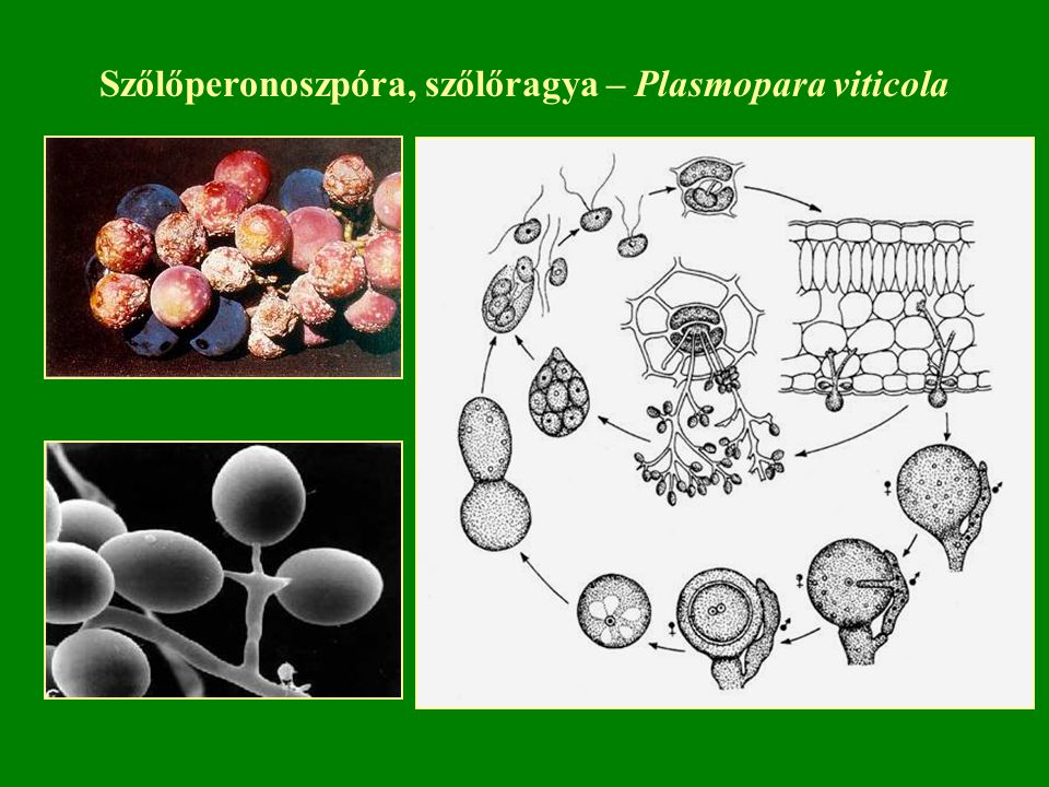 Szőlőperonoszpóra, szőlőragya – Plasmopara viticola