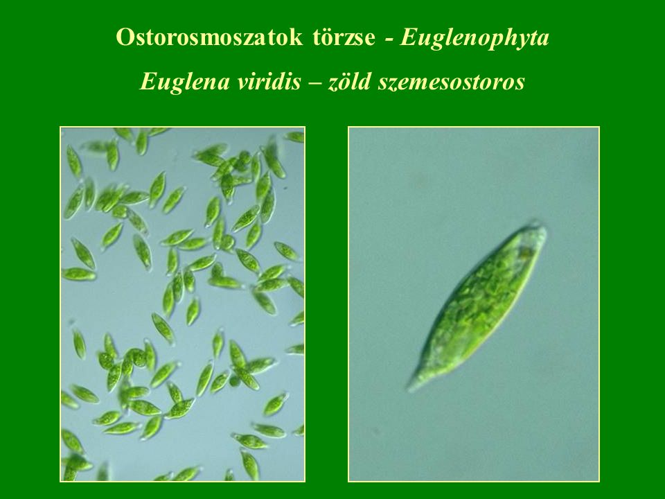 Euglena viridis – zöld szemesostoros
