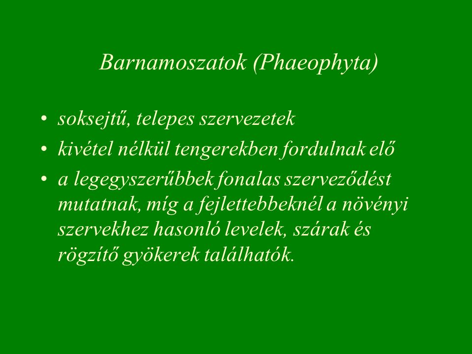 Barnamoszatok (Phaeophyta)