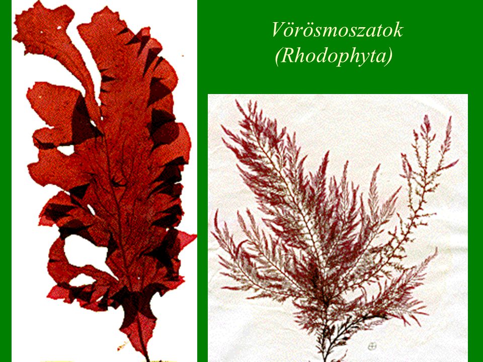 Vörösmoszatok (Rhodophyta)