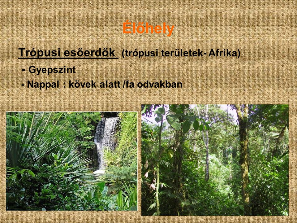 Élőhely Trópusi esőerdők (trópusi területek- Afrika) - Gyepszint