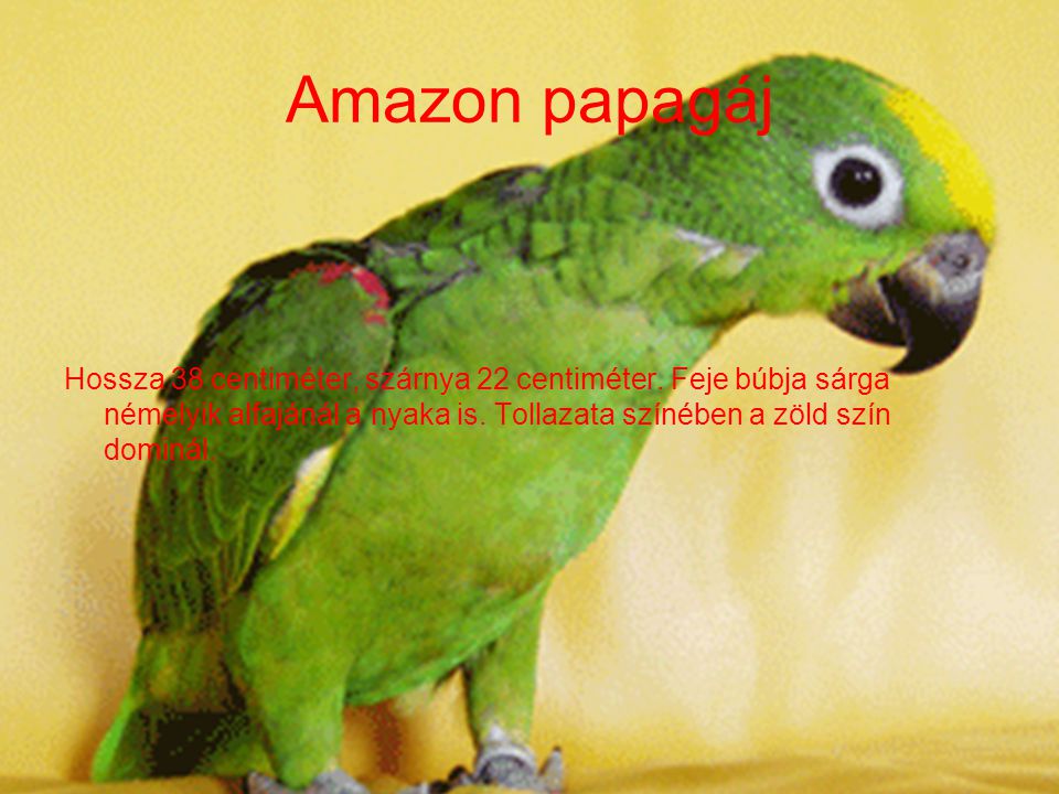 Amazon papagáj Hossza 38 centiméter, szárnya 22 centiméter.