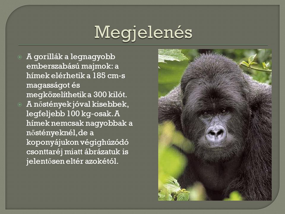 Megjelenés A gorillák a legnagyobb emberszabású majmok: a hímek elérhetik a 185 cm-s magasságot és megközelíthetik a 300 kilót.