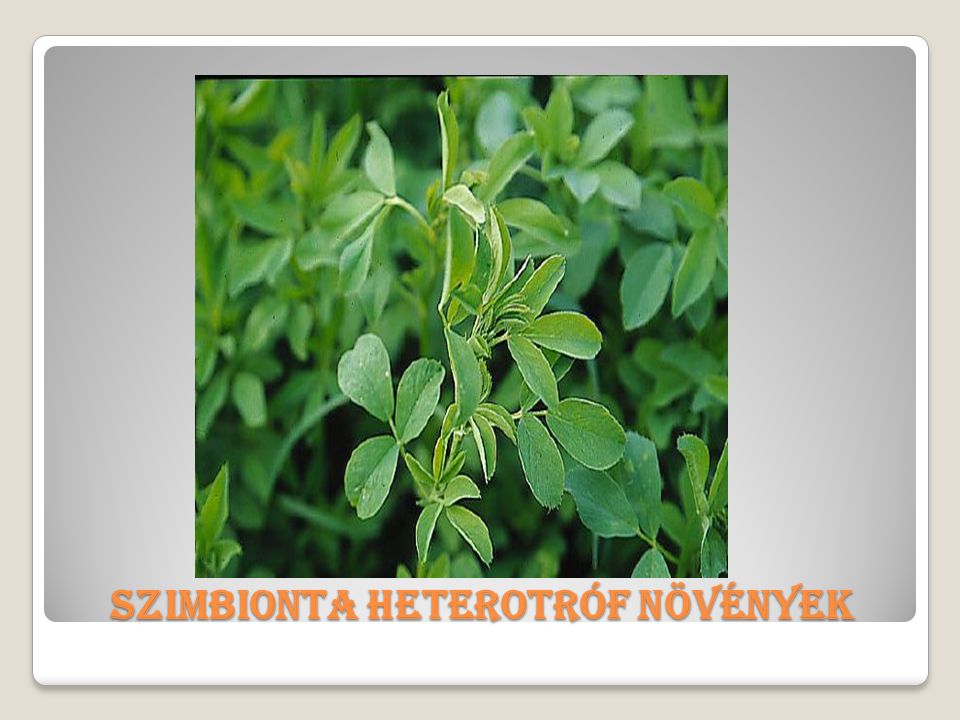 Szimbionta heterotróf növények