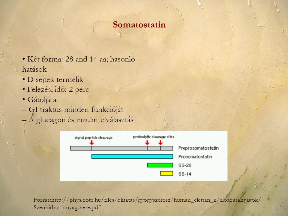 Somatostatin • Két forma: 28 and 14 aa; hasonló hatások