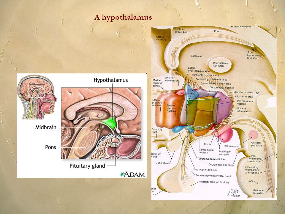 A hypothalamus