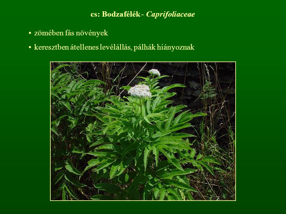 cs: Bodzafélék - Caprifoliaceae