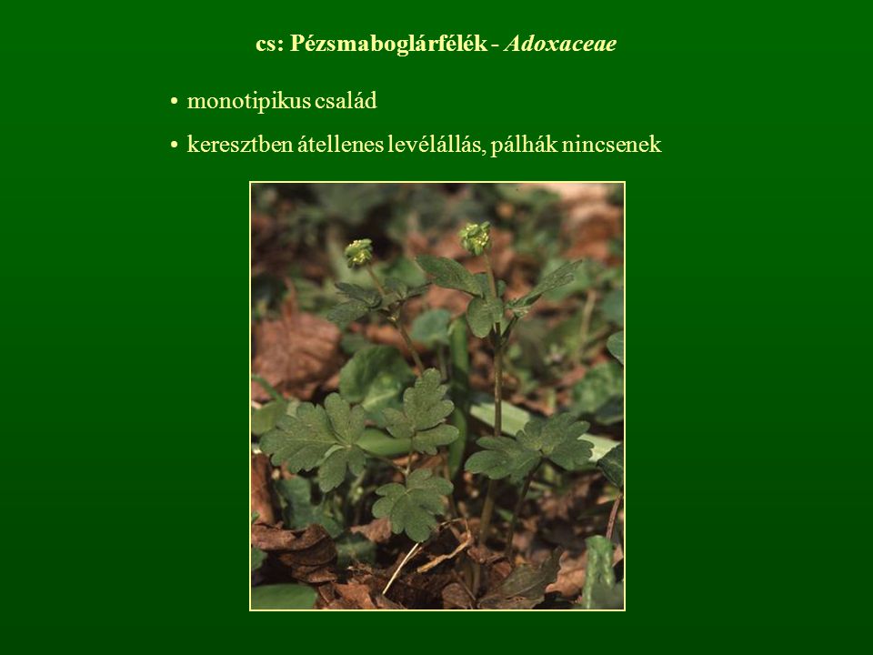 cs: Pézsmaboglárfélék - Adoxaceae