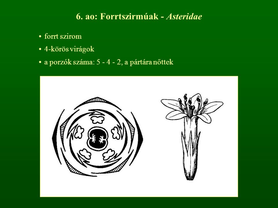 6. ao: Forrtszirmúak - Asteridae