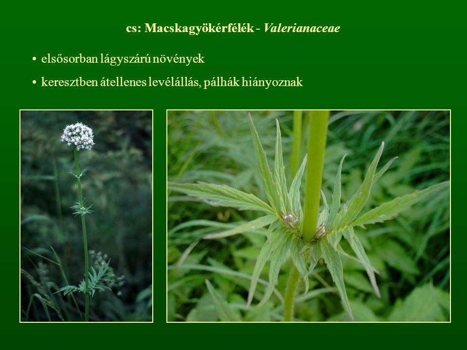cs: Macskagyökérfélék - Valerianaceae