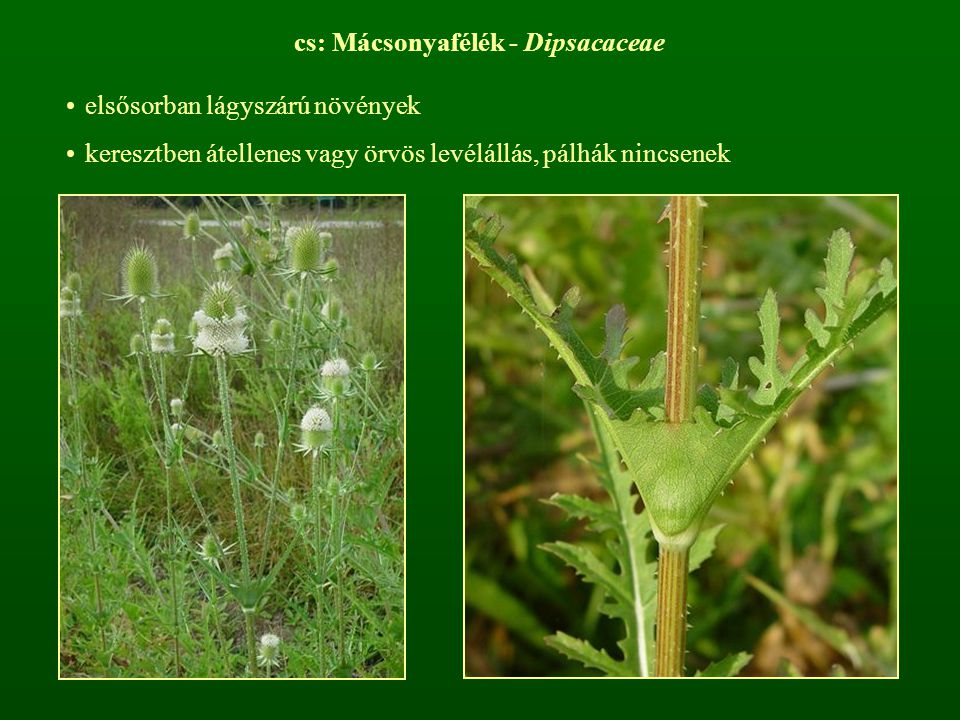 cs: Mácsonyafélék - Dipsacaceae