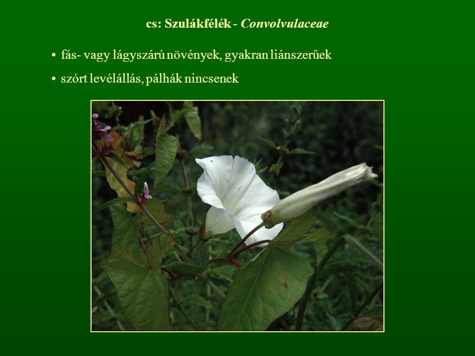 cs: Szulákfélék - Convolvulaceae