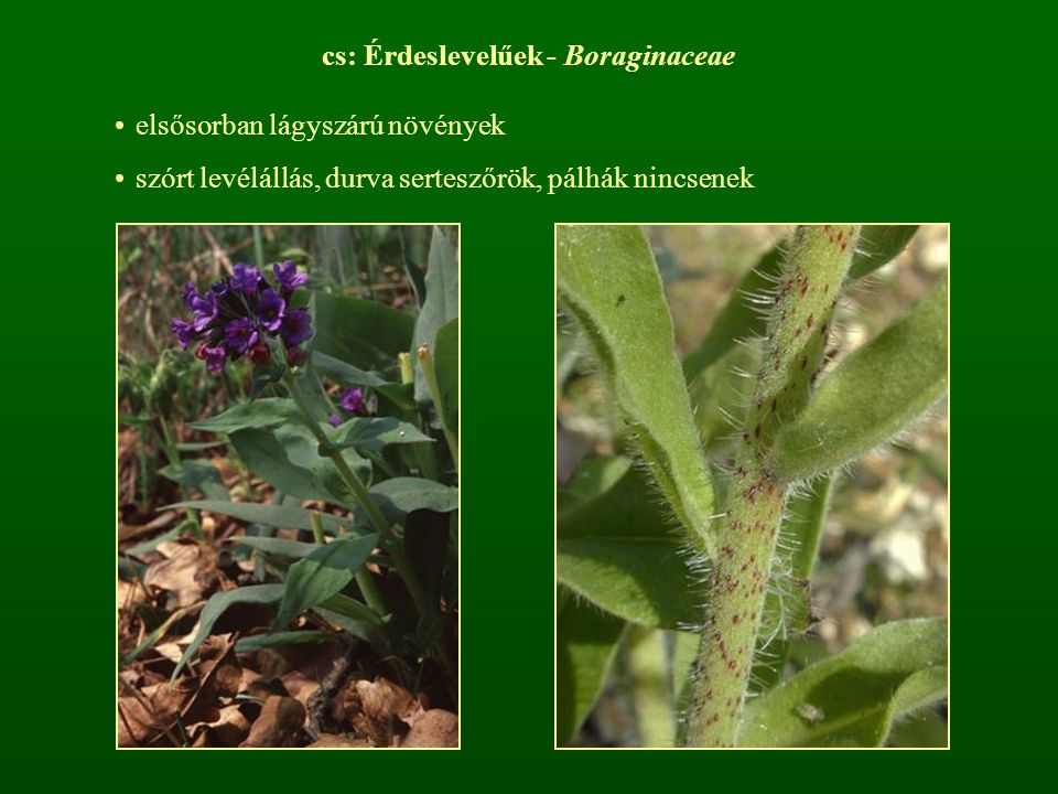 cs: Érdeslevelűek - Boraginaceae