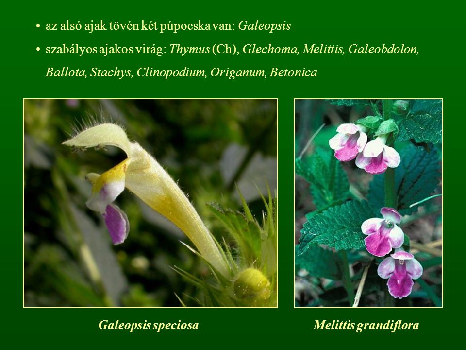 az alsó ajak tövén két púpocska van: Galeopsis