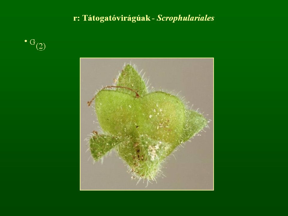 r: Tátogatóvirágúak - Scrophulariales