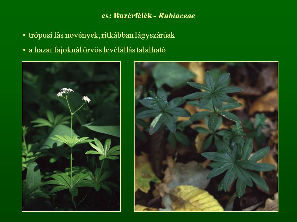 cs: Buzérfélék - Rubiaceae