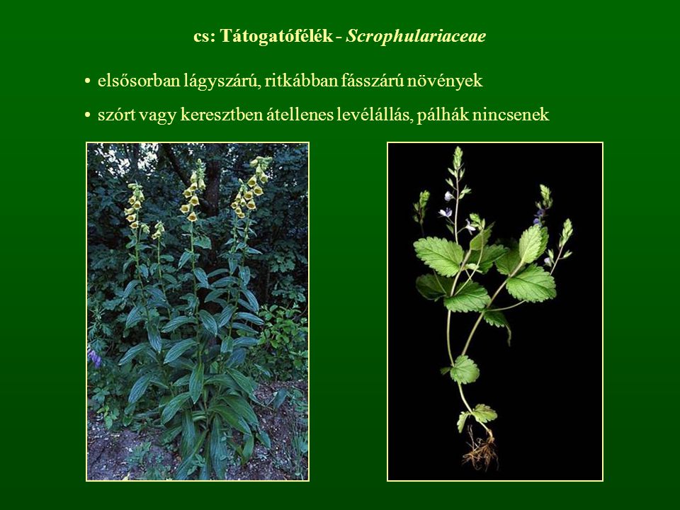 cs: Tátogatófélék - Scrophulariaceae
