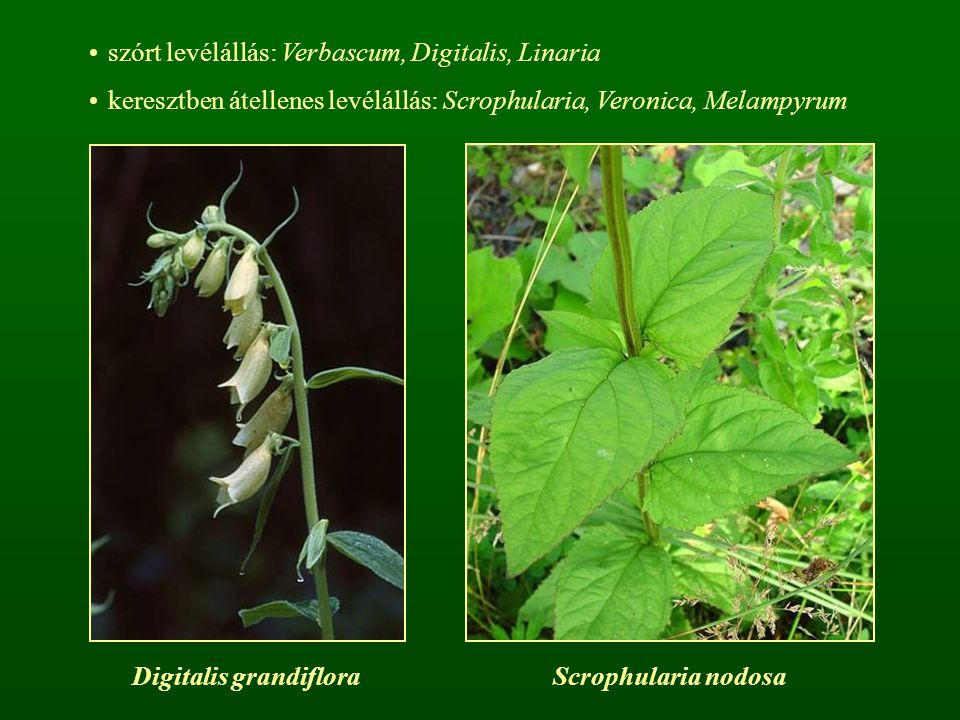 Digitalis grandiflora