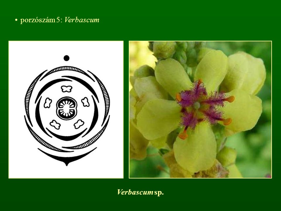 porzószám 5: Verbascum Verbascum sp.
