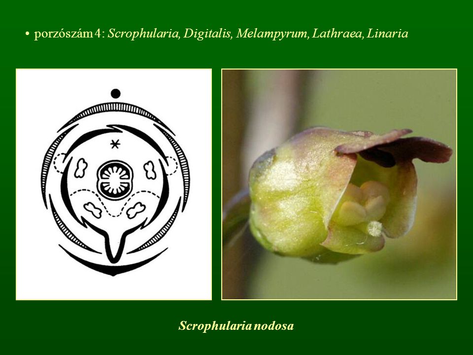 porzószám 4: Scrophularia, Digitalis, Melampyrum, Lathraea, Linaria
